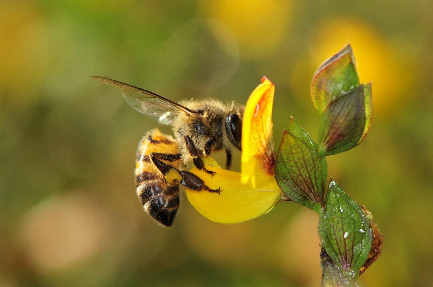 abelha, denis moura, mogi das cruzes, brasil, bee, Moura Denis