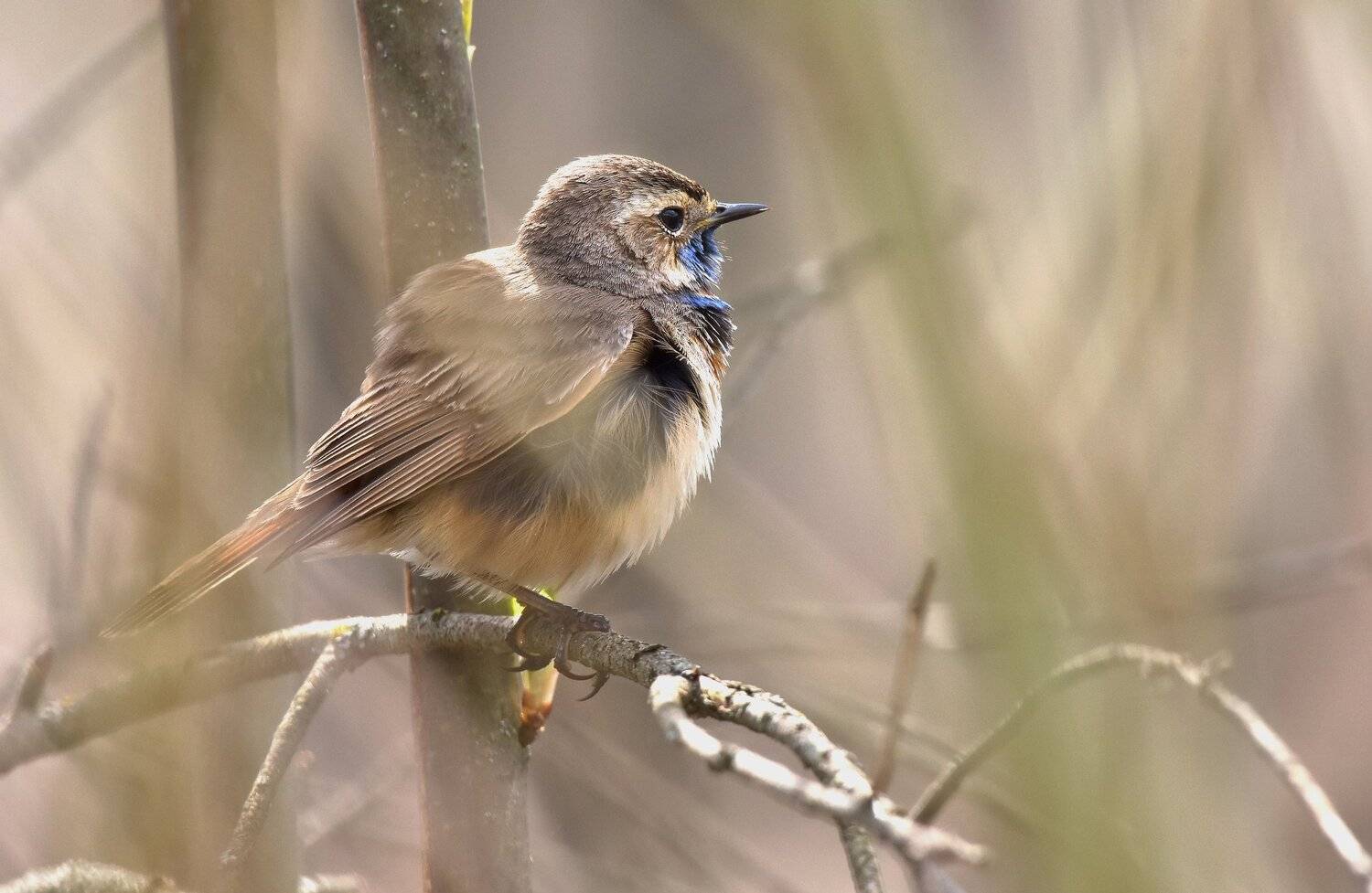 , Макеев Алексей