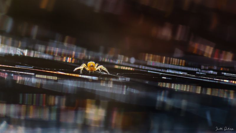 spider, newborn, macro, close up, nature, outdoor, spider web Newborn фото превью