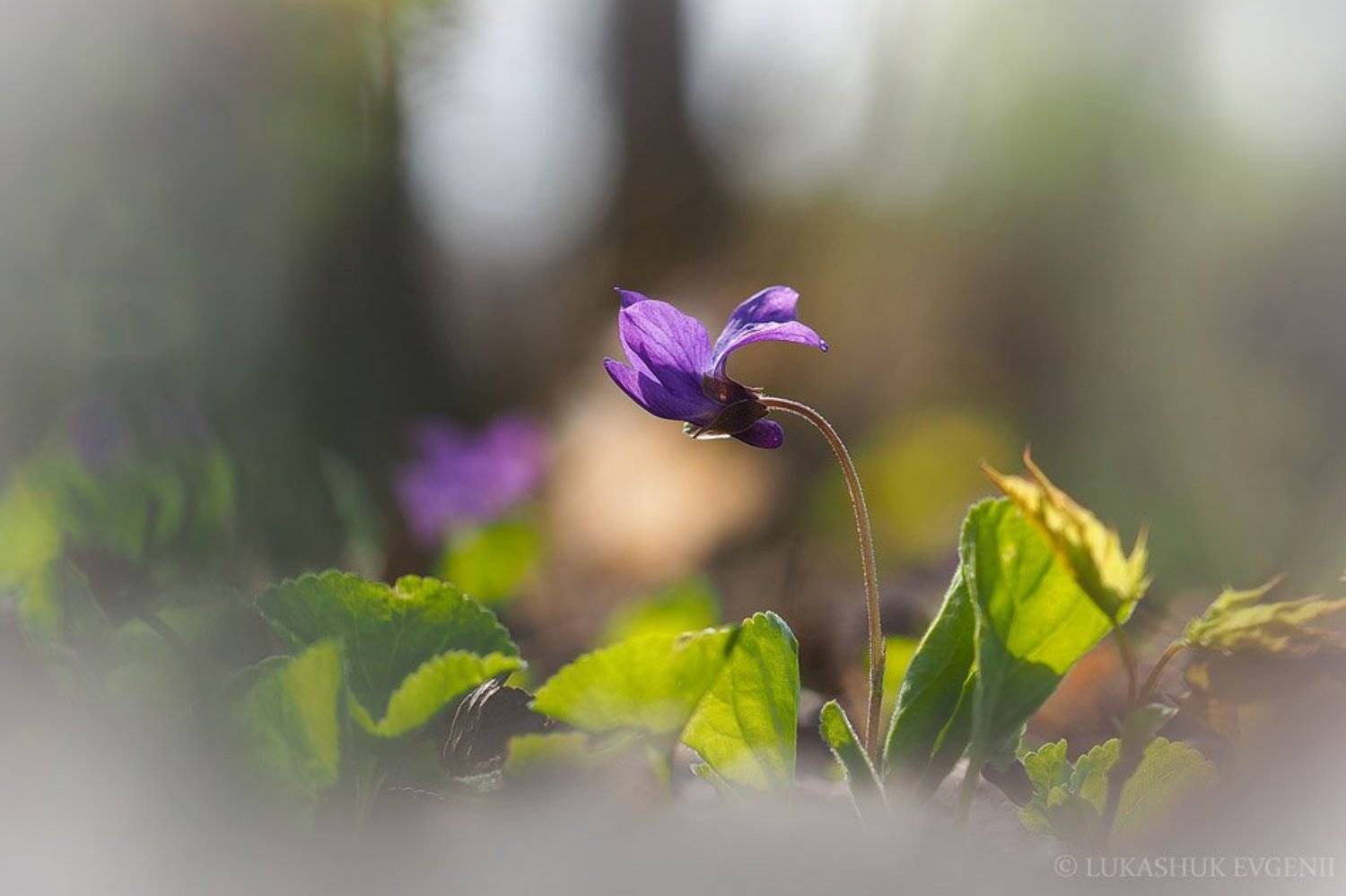 , Евгений Лукашук