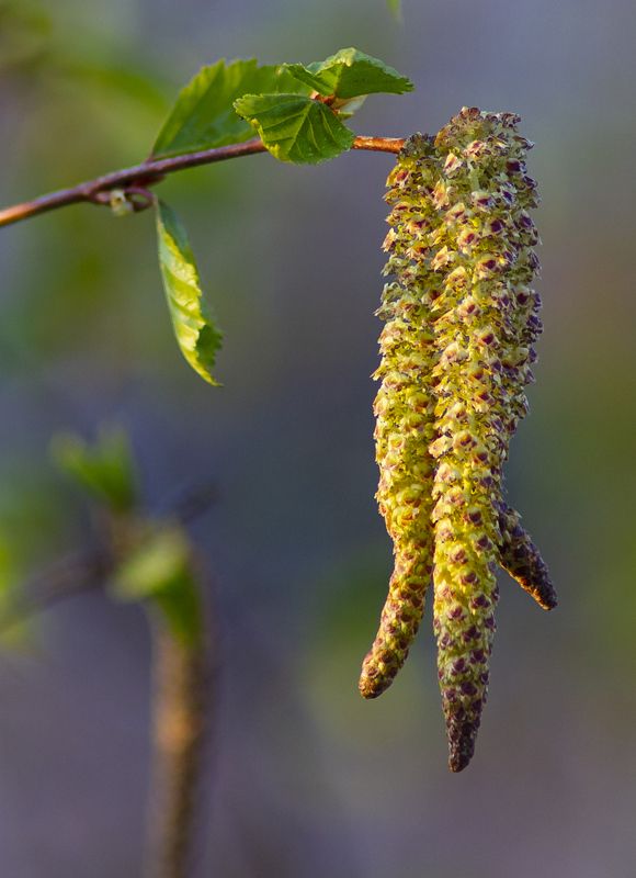 природа,весна,береза,макро,сережка березы Сережки фото превью