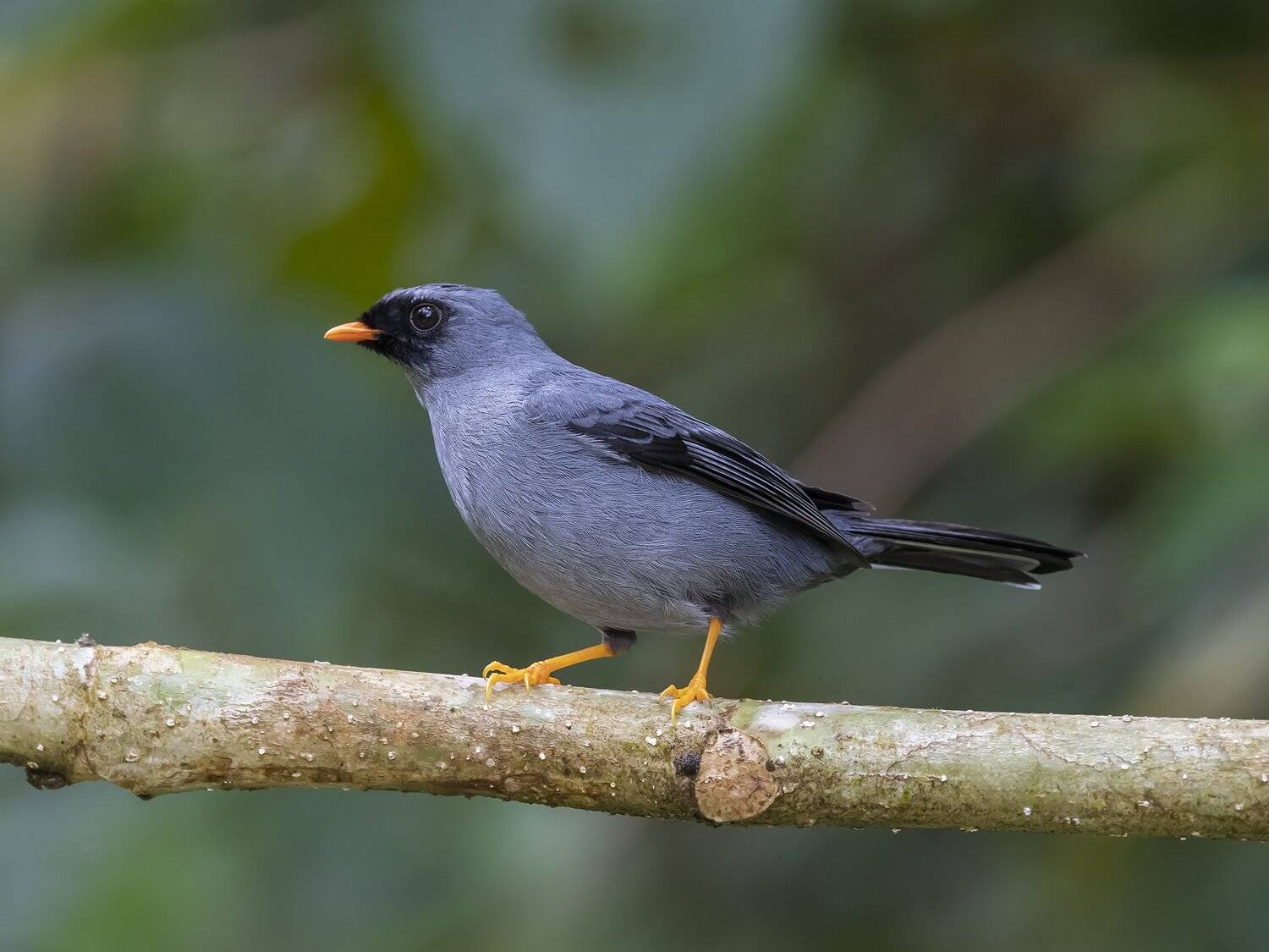 , Fernando Burgalin Sequeira