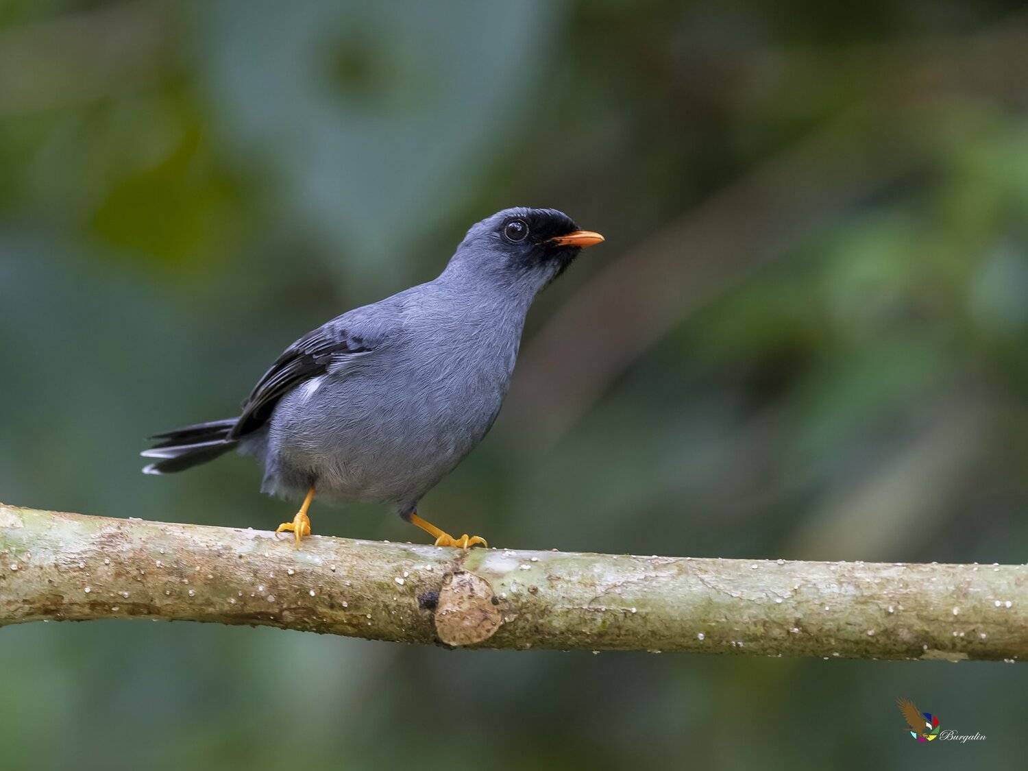 , Fernando Burgalin Sequeira