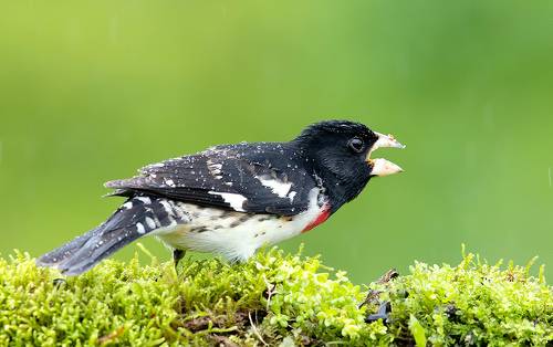 Пара. Красногрудый дубоносовый кардинал -.Rose-breasted Grosbeak