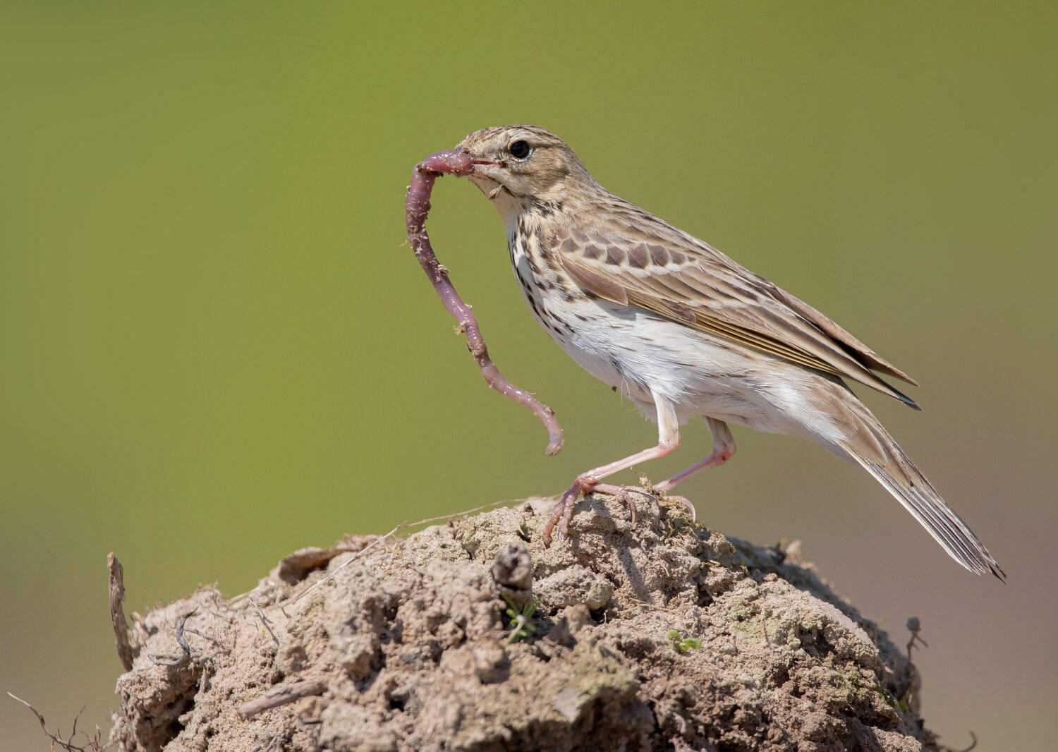 птицы,природа, весна, Андрей Киселёв