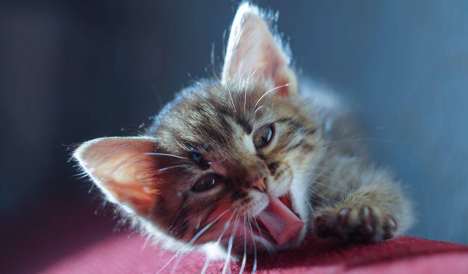 мусенок, Светлана Сушкевич