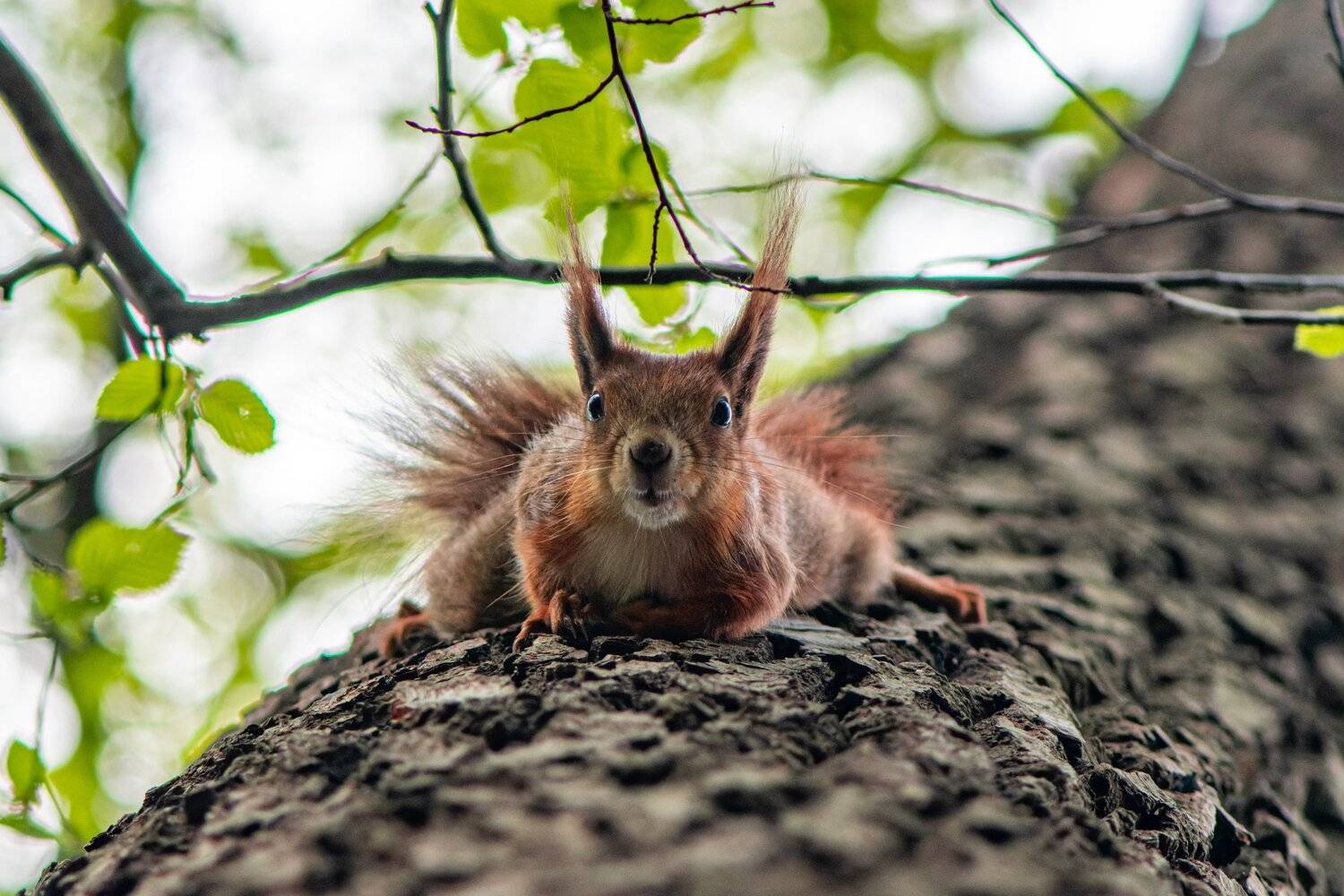 squirrel, animal, furr, mamal, red, nature,  Mykhailo