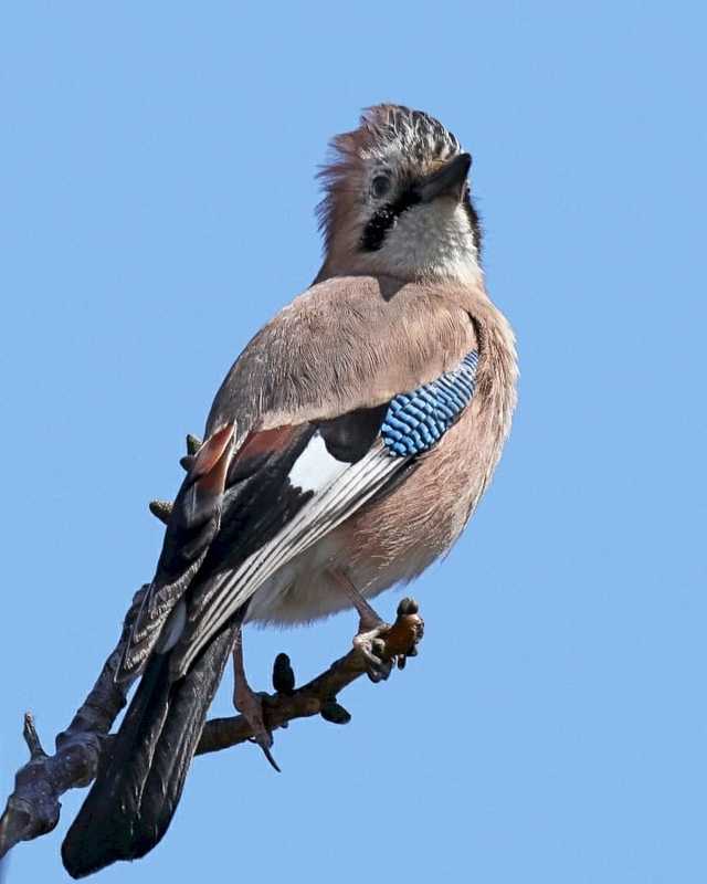 Garrulus glandarius фото превью