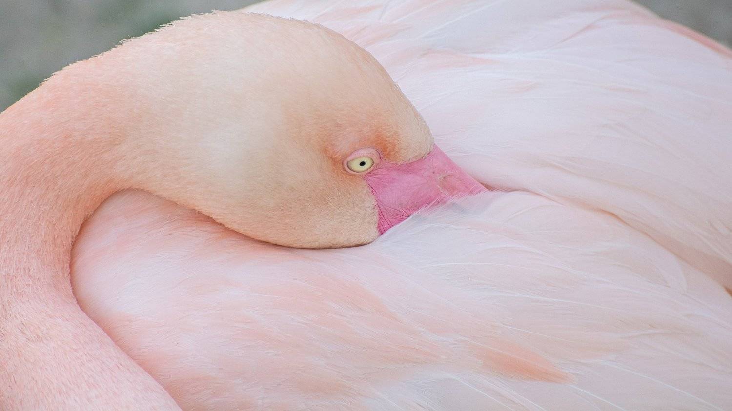 , Юрий Пужалин