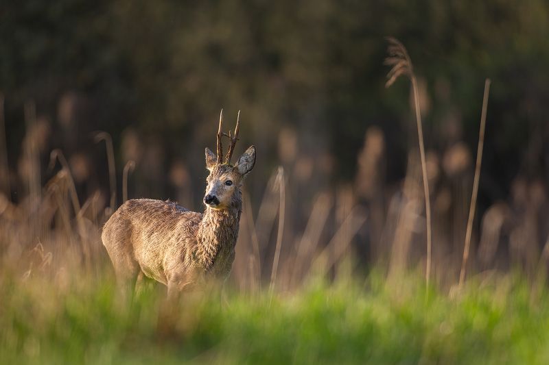 #roebuck #wildphotography #nature #animals #polska Roebuck фото превью