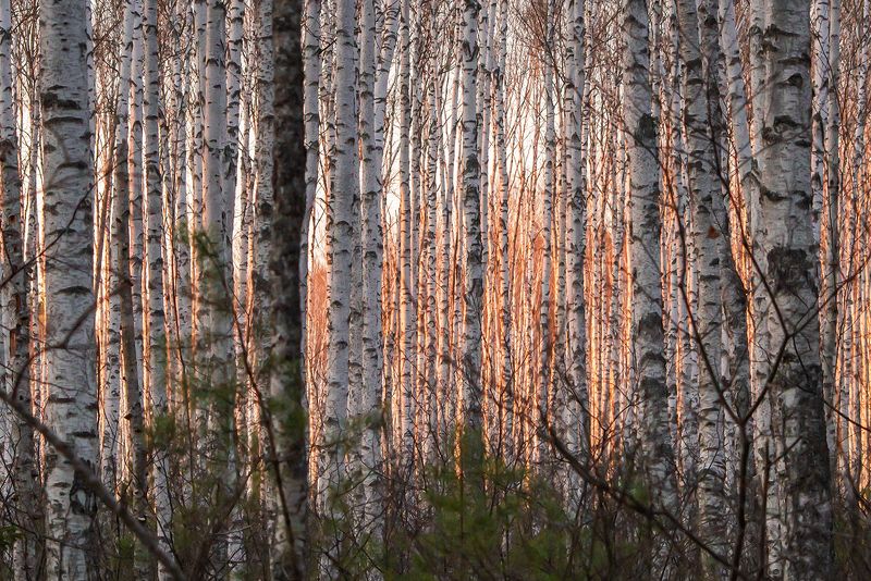 мещёра, рязанская область, березы, сосны, весна, сосновый лес, березовая роща, мох Pro ритмы весеннего леса фото превью