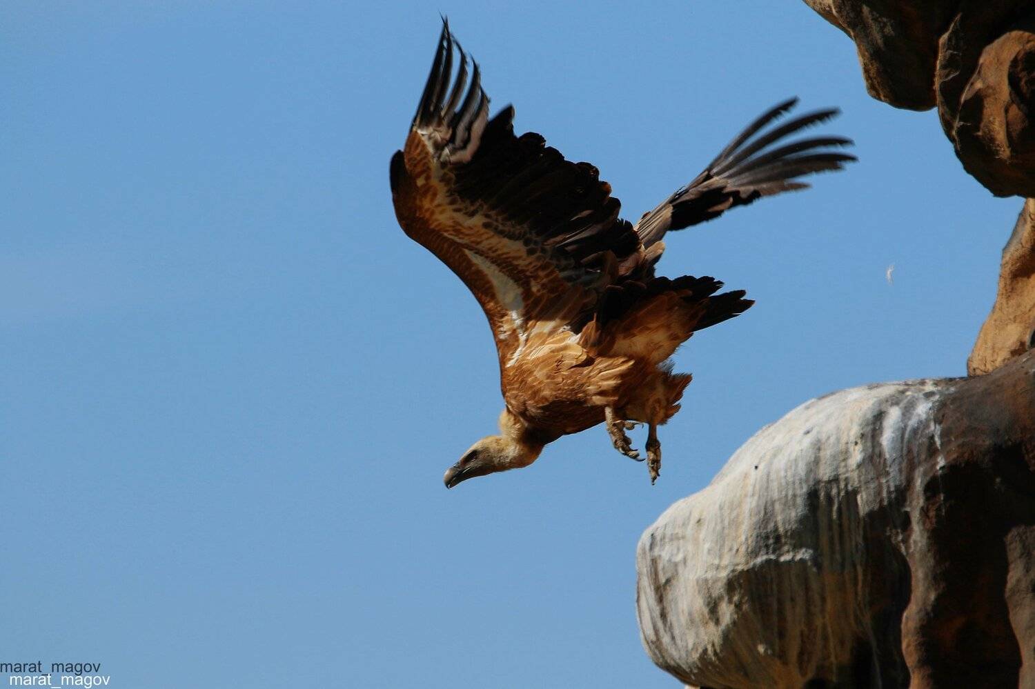 гриф,белоголовый сип,горы,вершины,пейзаж,небо,дагестан,природа, Marat Magov