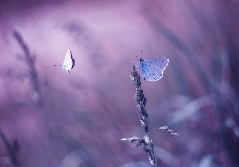 Goodbye,my love...goodbye фото превью