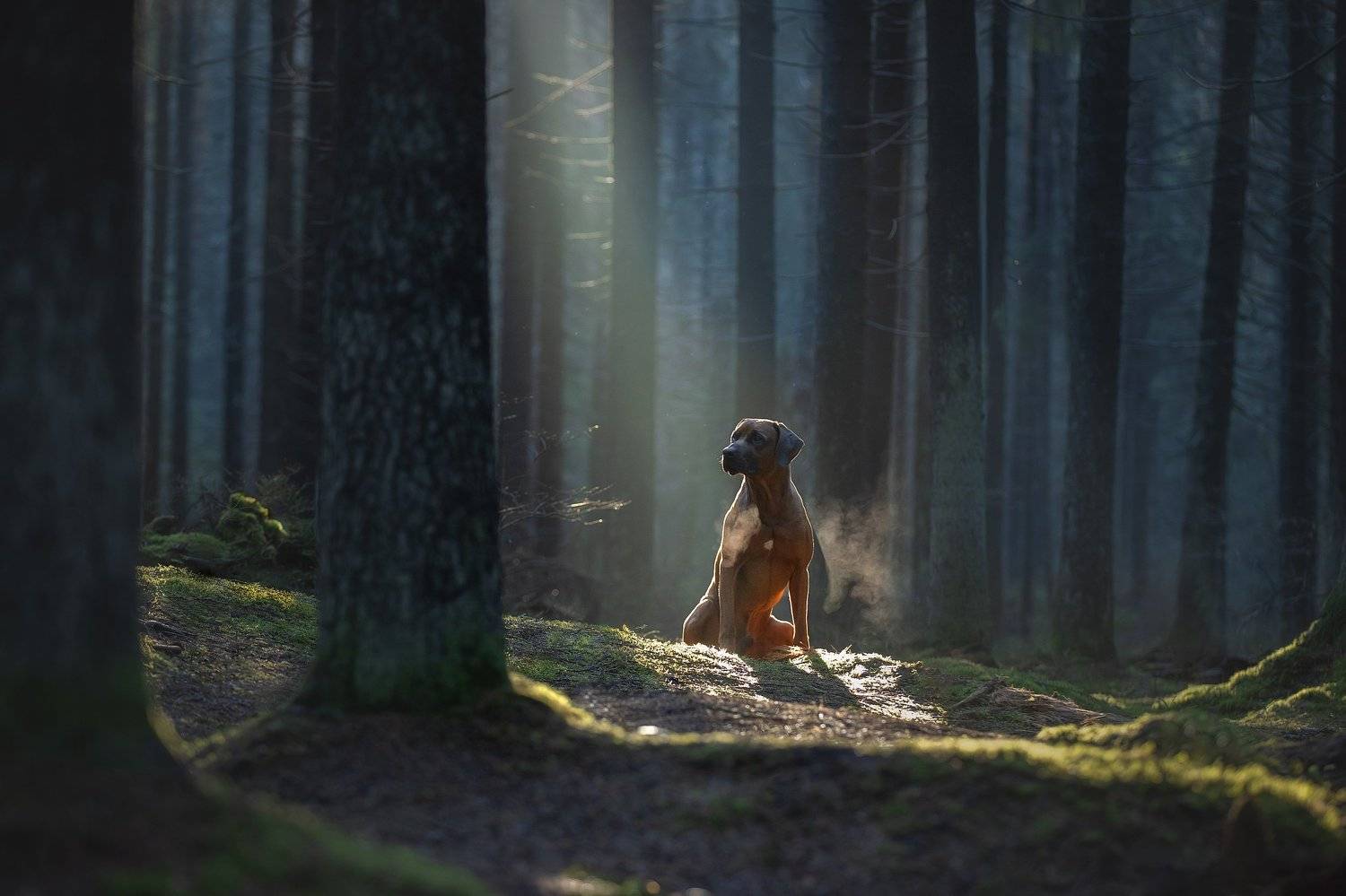 , Светлана Писарева