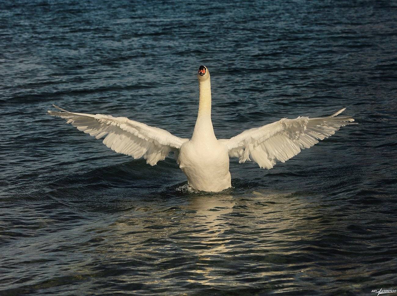 swiss, Матвеев Николай