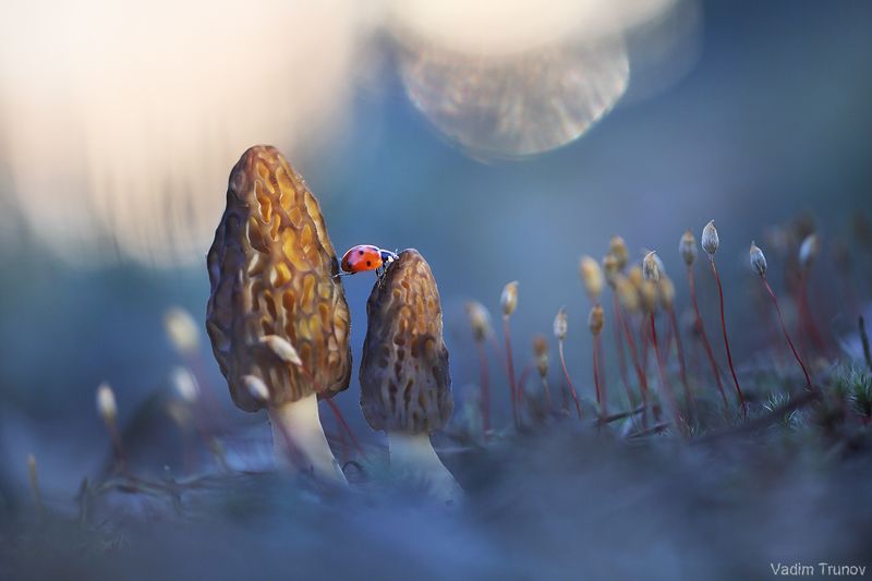 Пробираясь в чаще леса фото превью