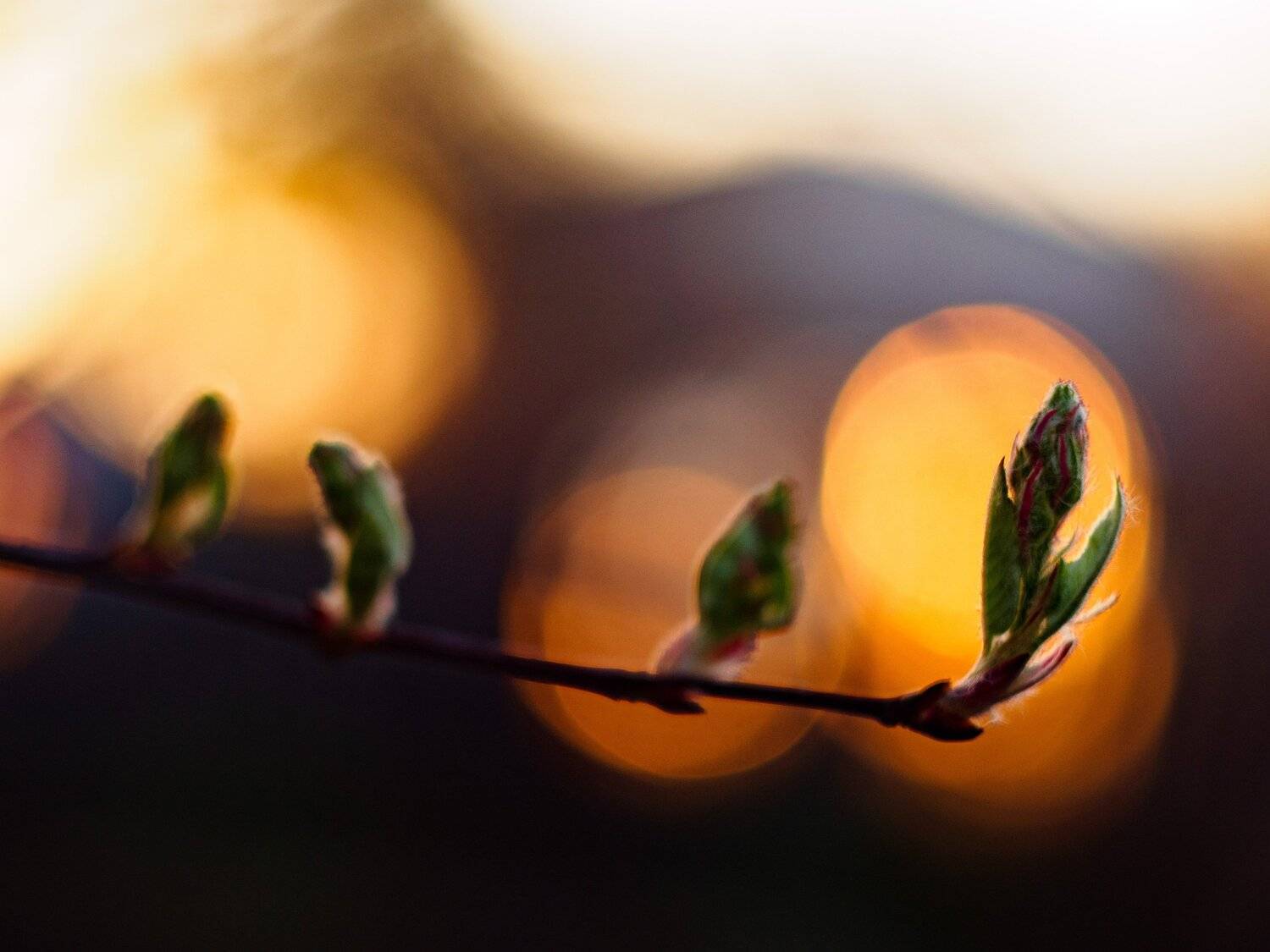 , Лариса Лофицкая