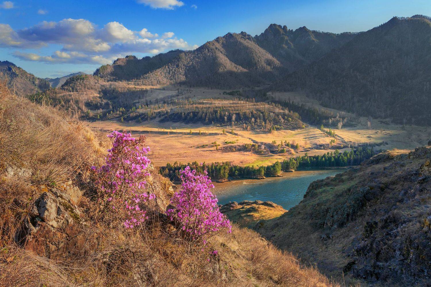 Фототуры с Владимиром Рябковым, цветение маральника, Алтай, Катунь, Чуя, #topnature #russpasibo #magic_shots #lovelyRussia #sunset_vision #exclusive_sky  #exclusive_shots #loves_russia2 #photoarena_nature #nature_sultans #nature_perfection #rsa_sky #rsa_s, Владимир Рябков