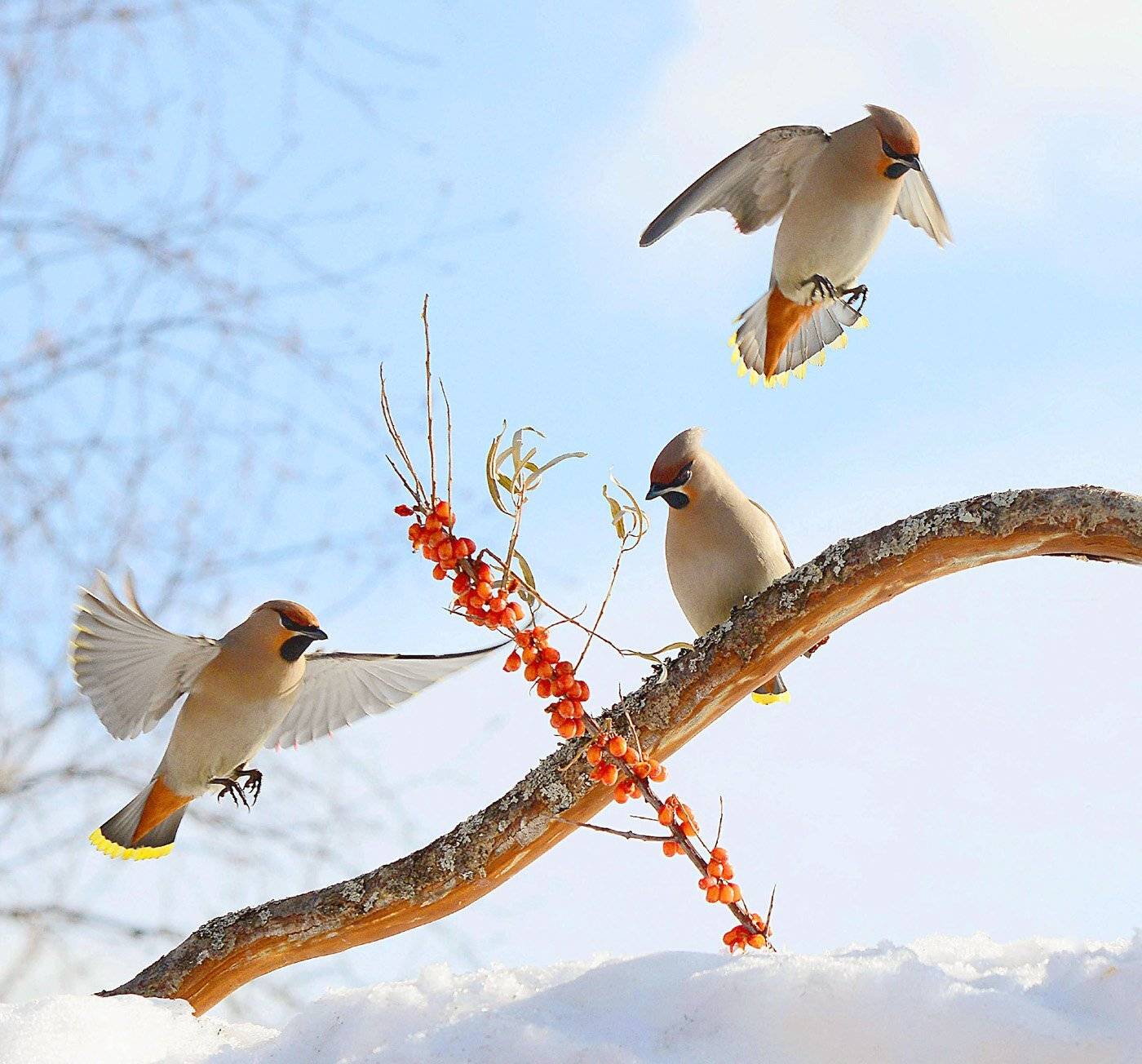 свиристели., Михаил Белоусов