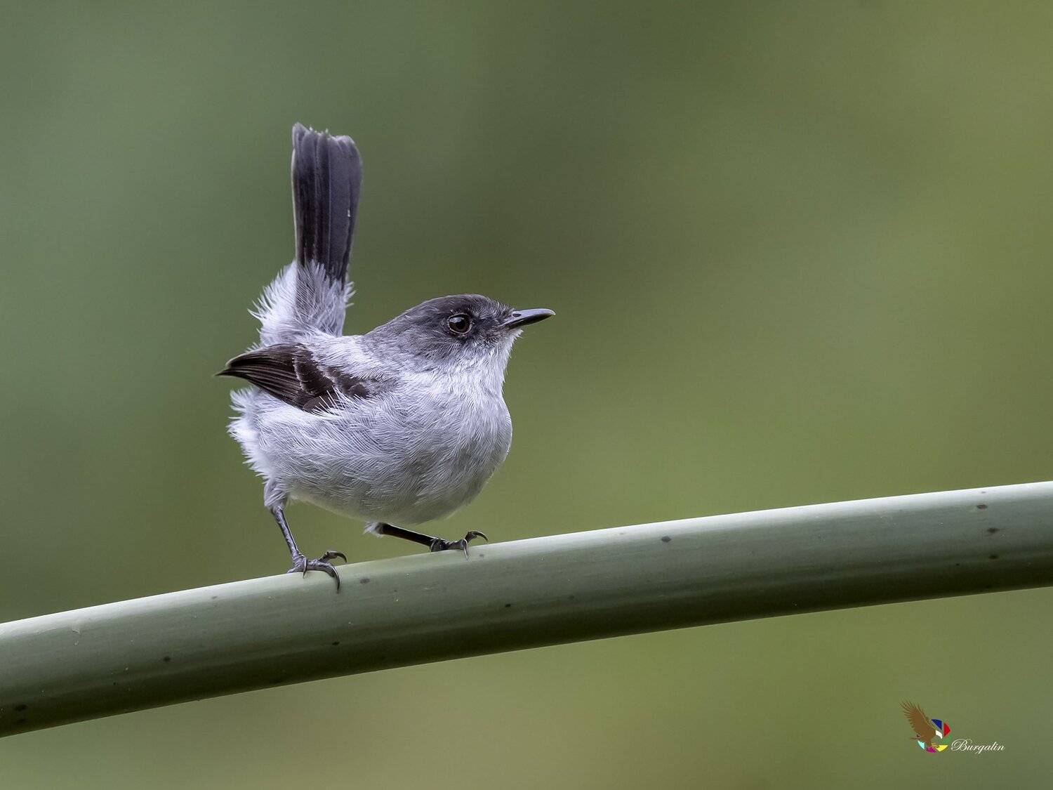 , Fernando Burgalin Sequeira