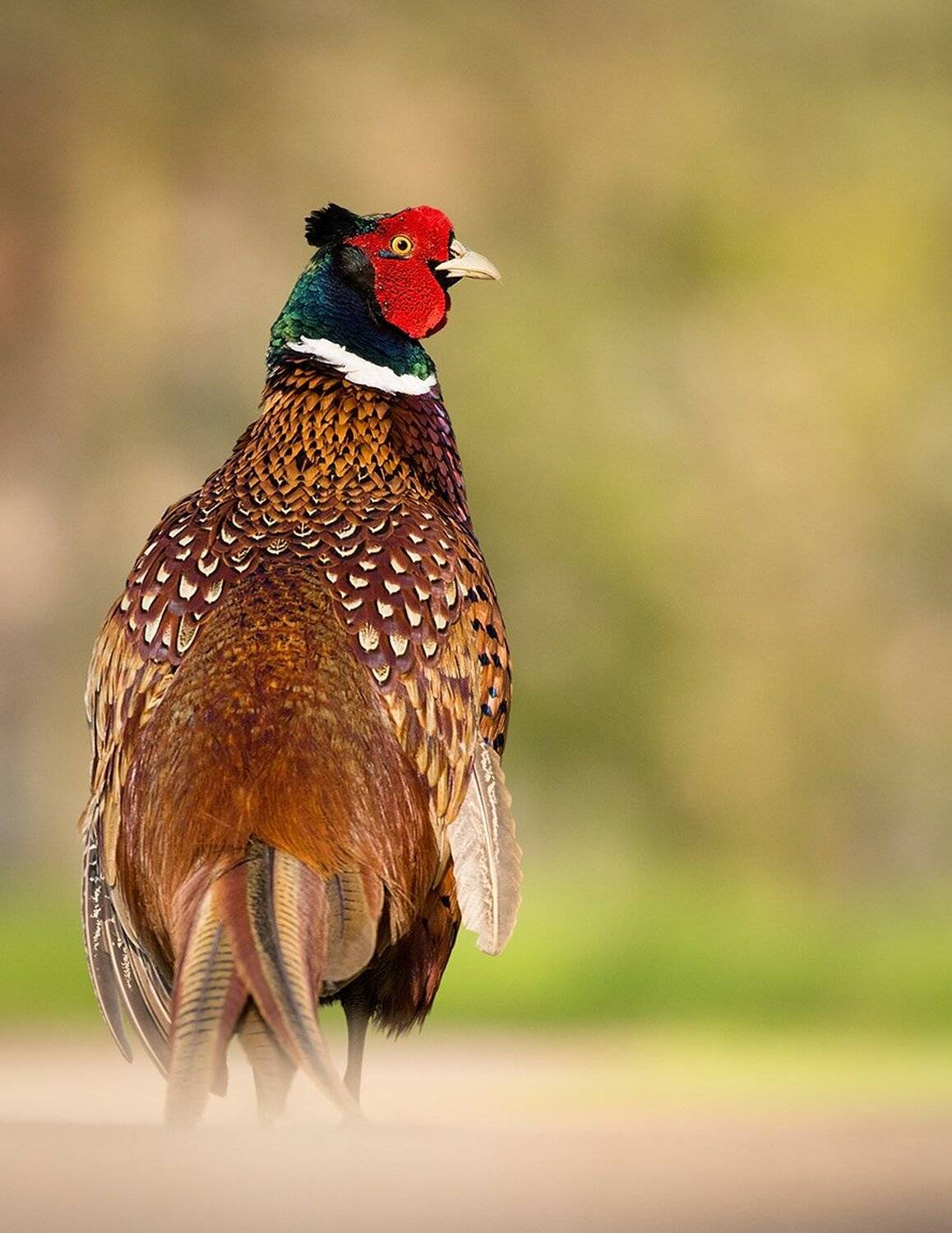 , Robert Adamec