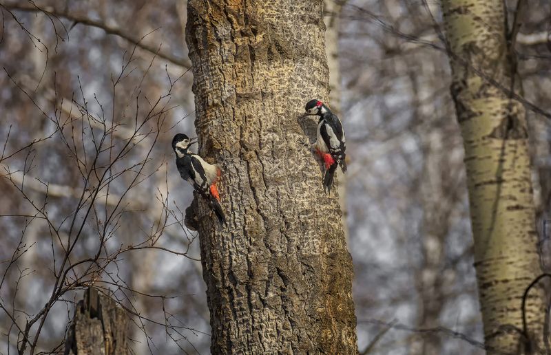 птица, дятел, весна, игры.. фото превью