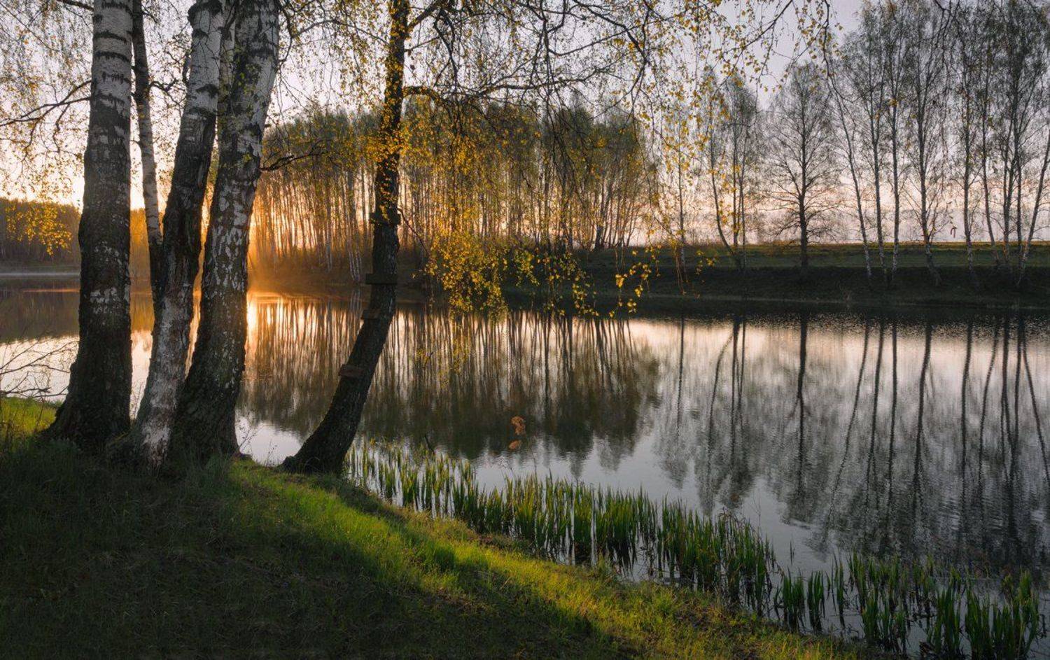 лес, свет, утро, природа, Баранов Олег