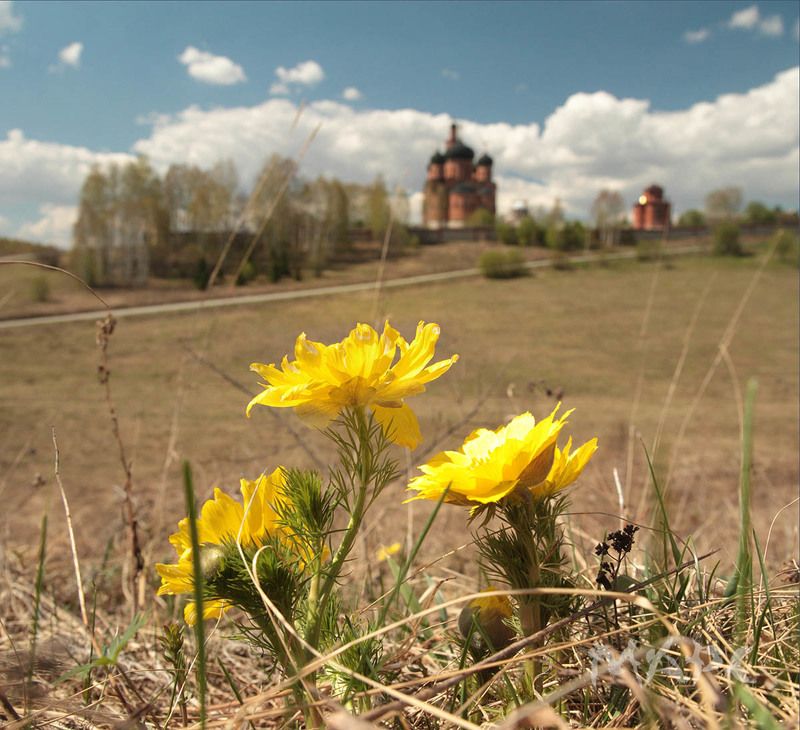 пейзаж весна май башкортостан Адонис цветет фото превью