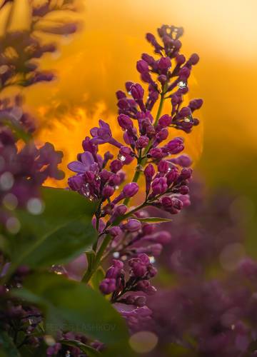 Цветущая сирень на фоне заката