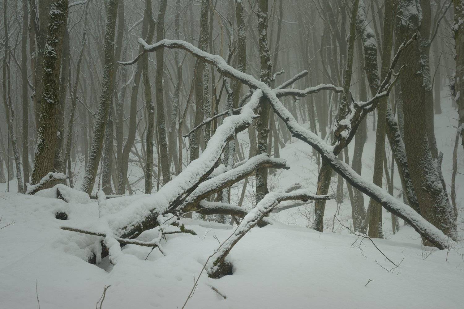 зима туман лес утро, Александр Жарников
