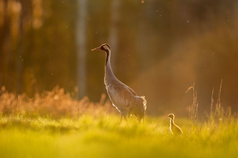 New life фото превью