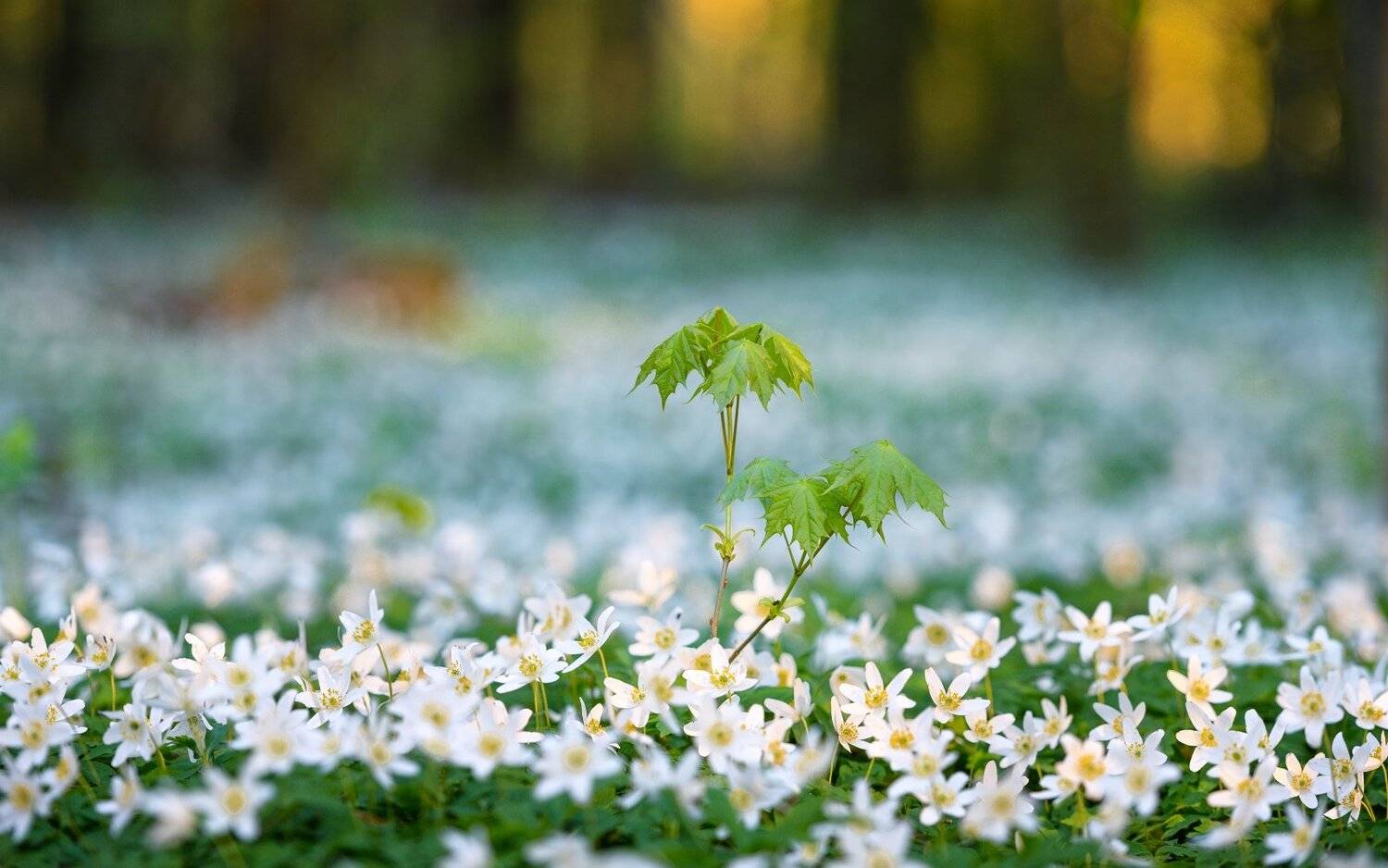 , Никитин Николай