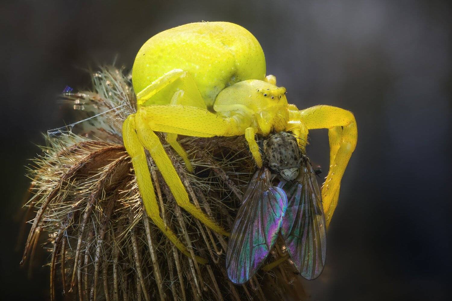 , Кузнецов Дмитрий