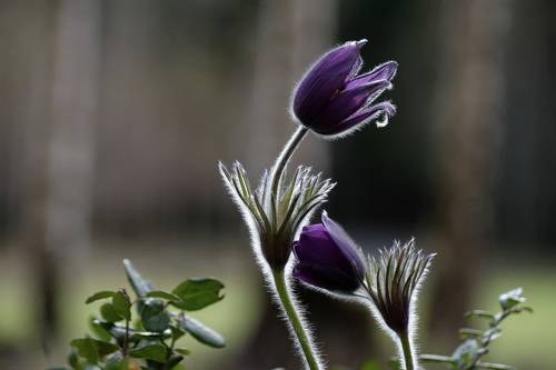 Не отпускай меня...