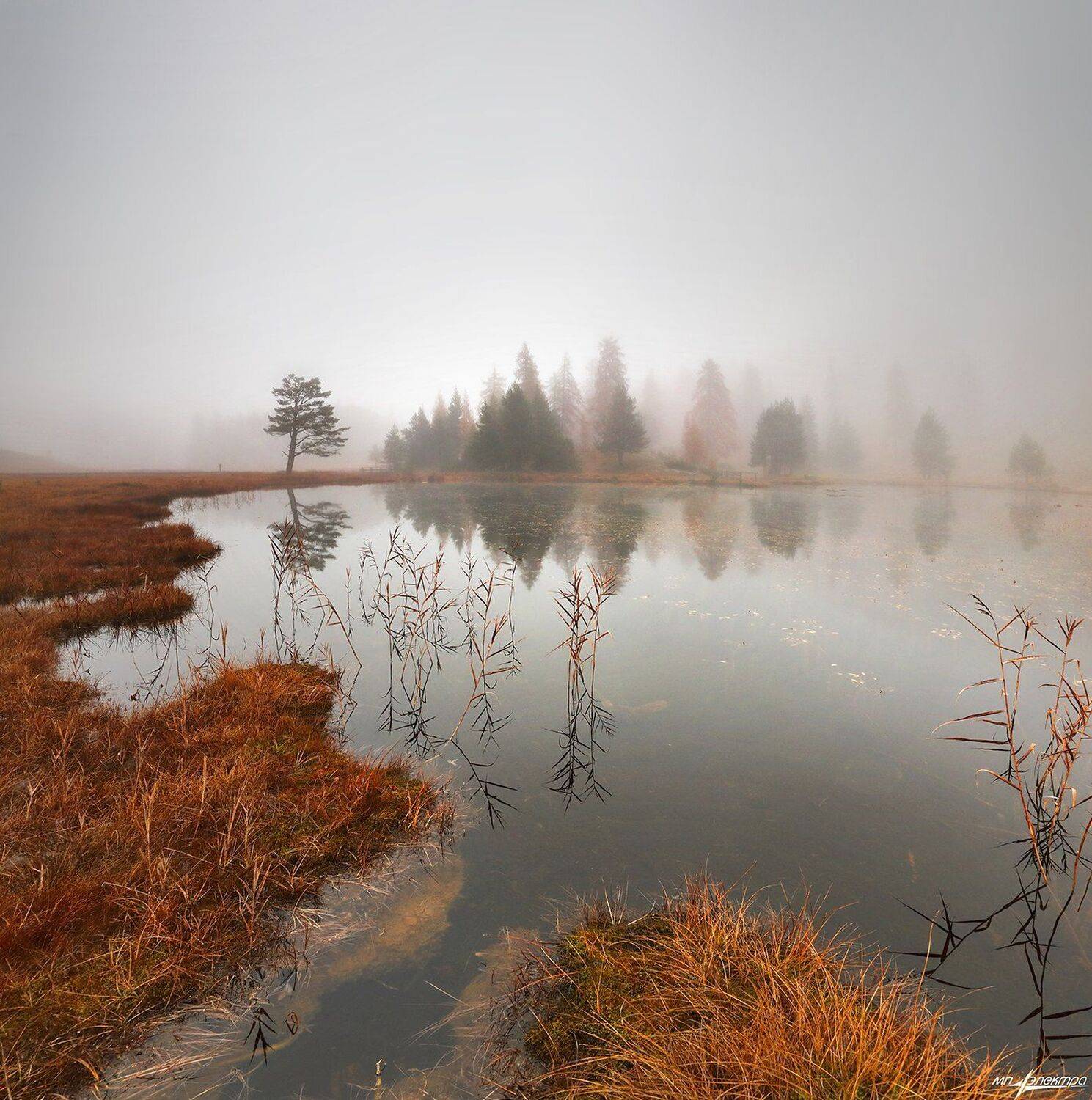 swiss, Матвеев Николай