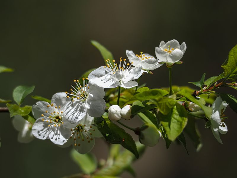 цветение фото превью