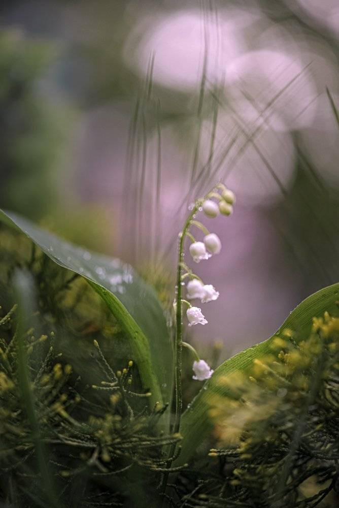 природа, макро, весна, цветы, ландыш, Неля Рачкова