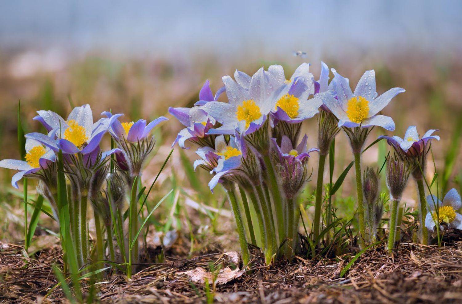 сон-трава, Галанзовская Оксана