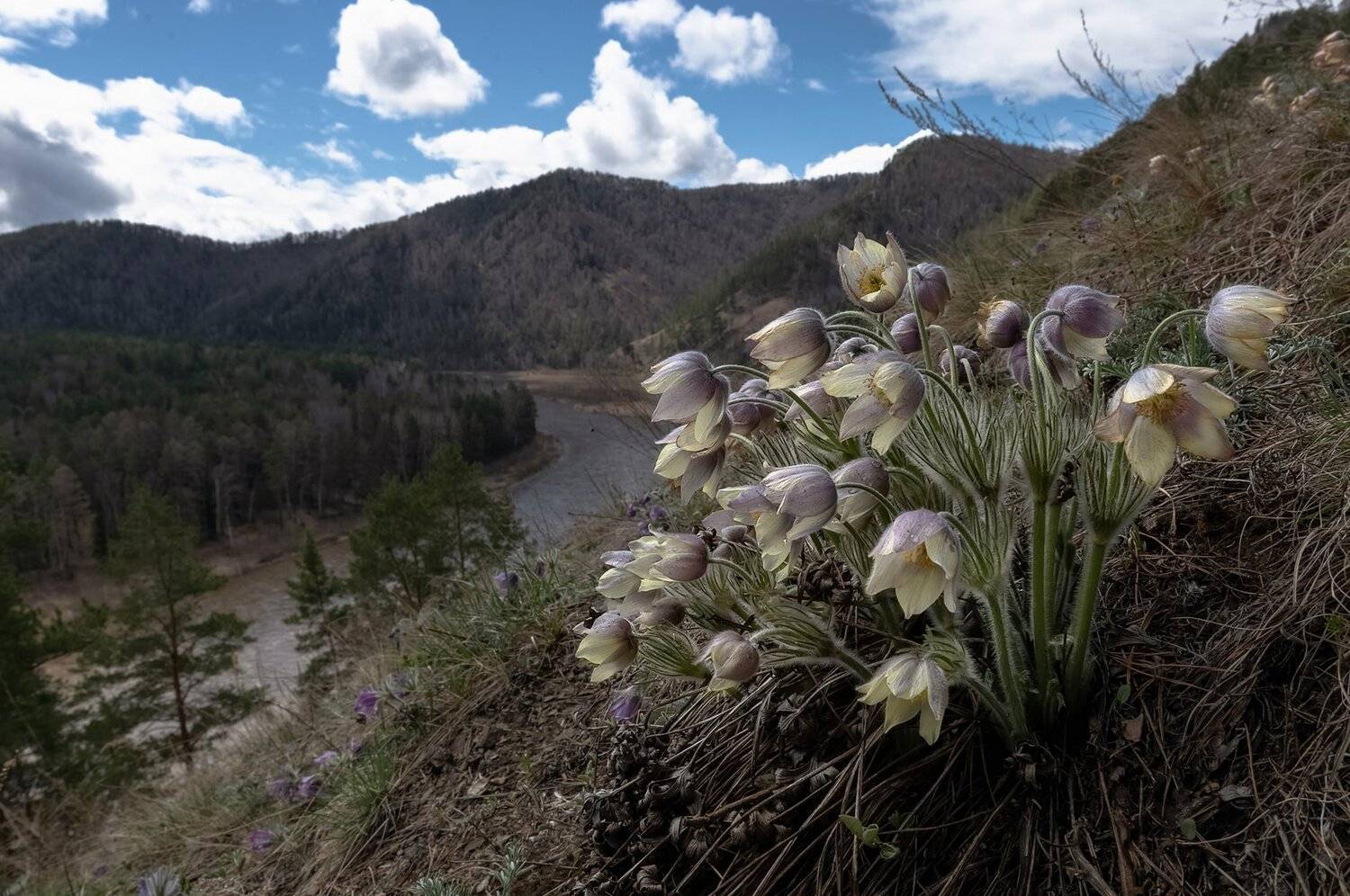 мана, склон, весна, первоцветы., Марина Фомина