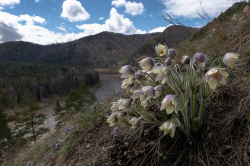 Весенний Манский склон.
