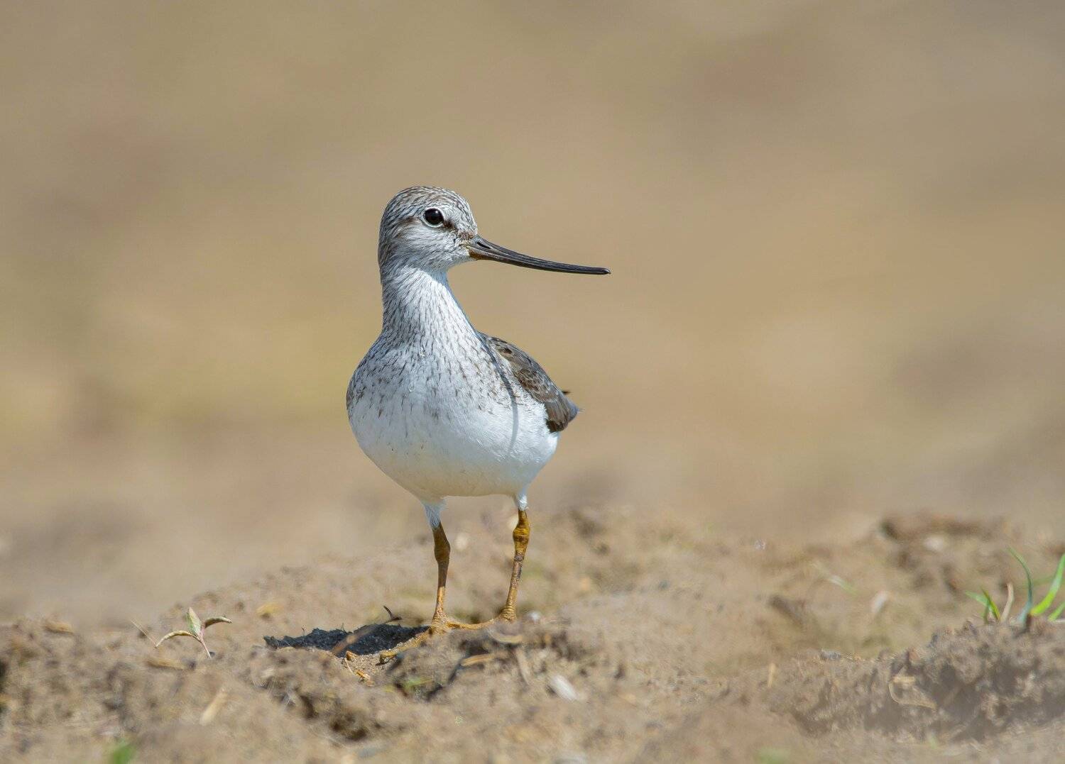 птицы,природа, весна, Андрей Киселёв