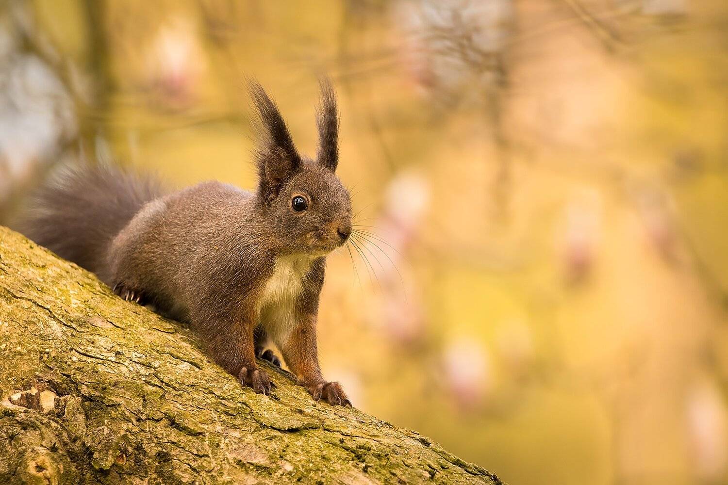 , Robert Adamec