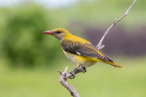 Обыкновенная иволга