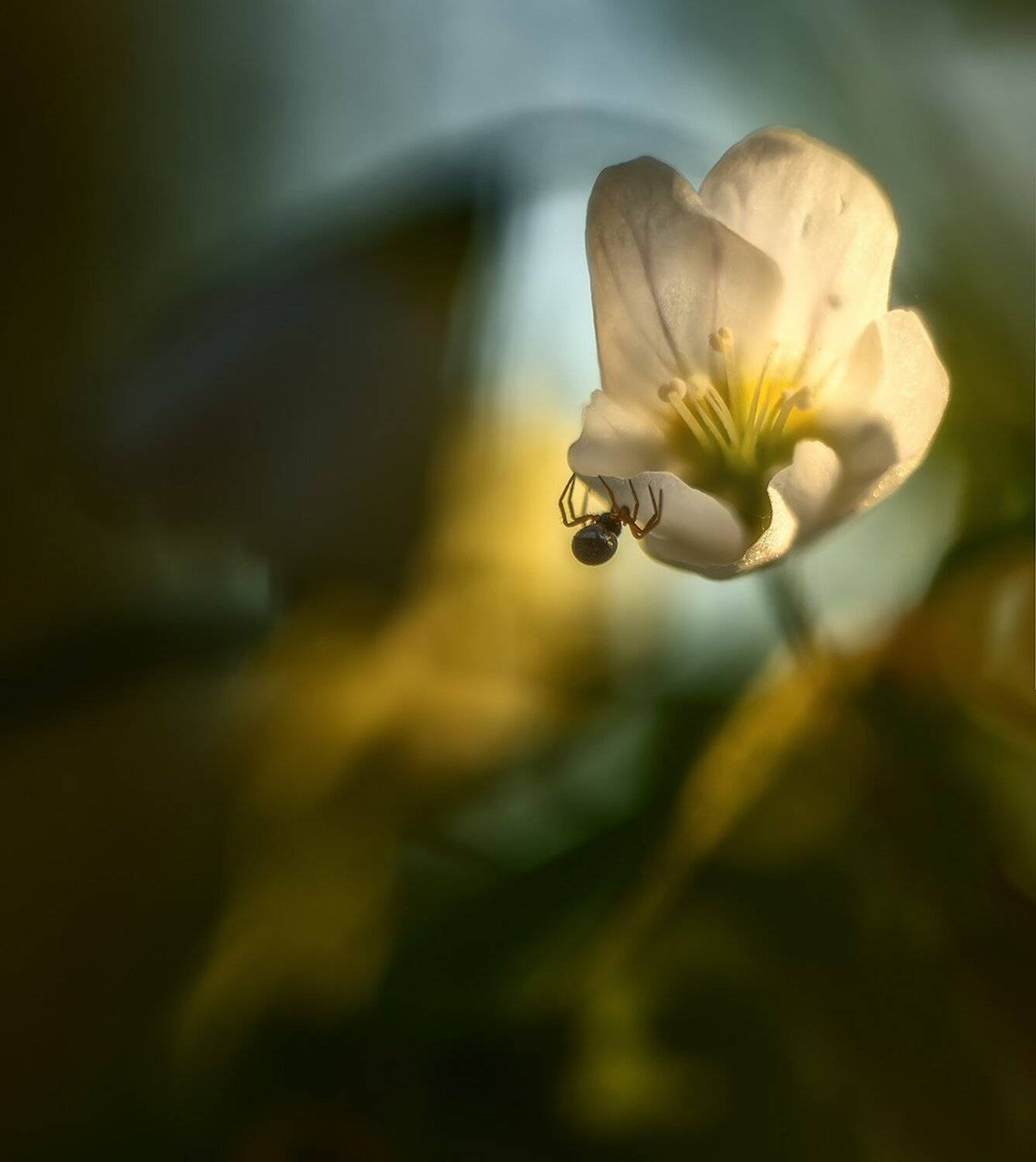 , Николай Андреев