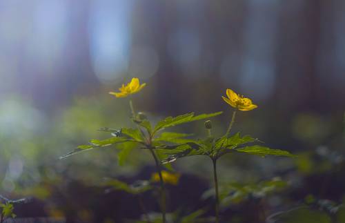 Весна,весна...