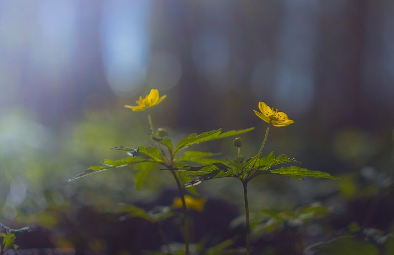 кострома,весна,цветы,лес Весна,весна... фото превью