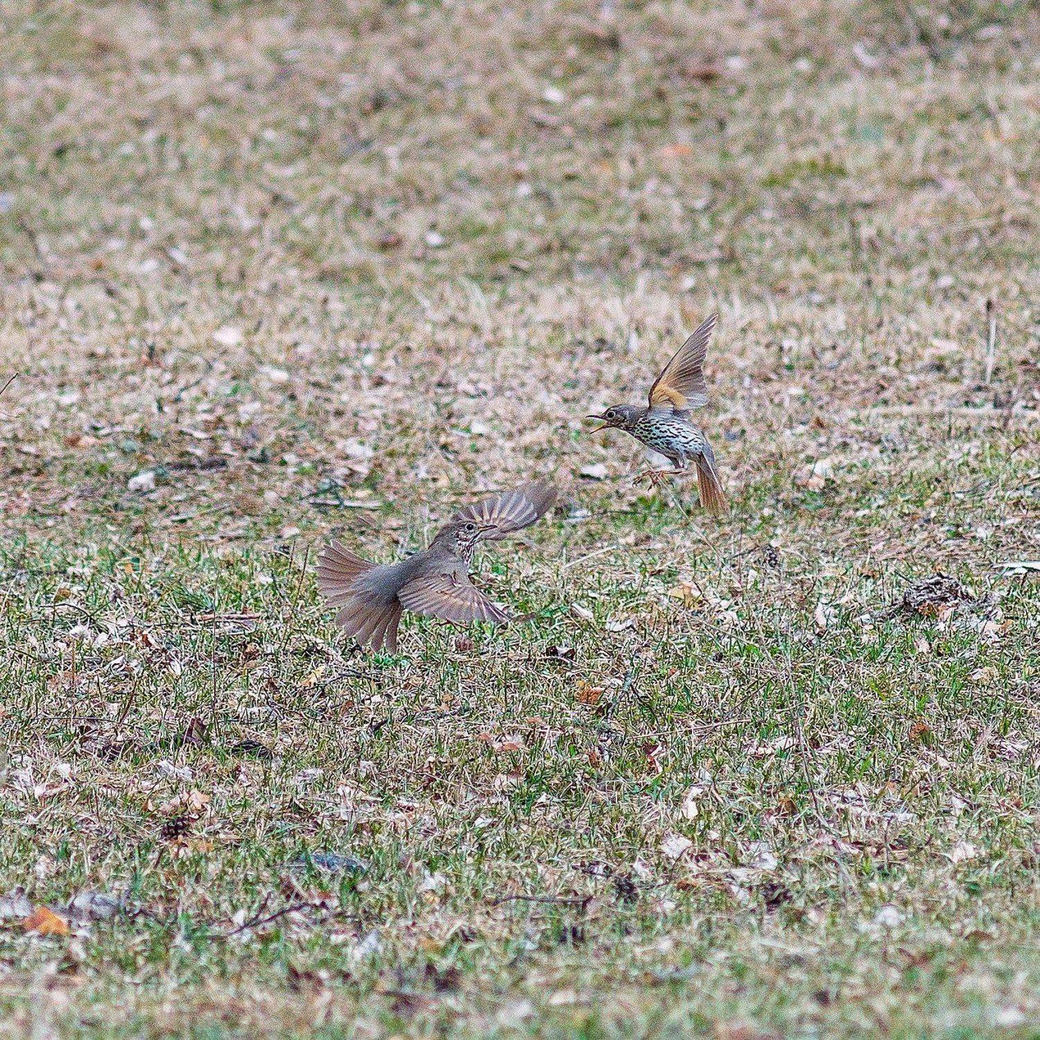 , Александр Потапов