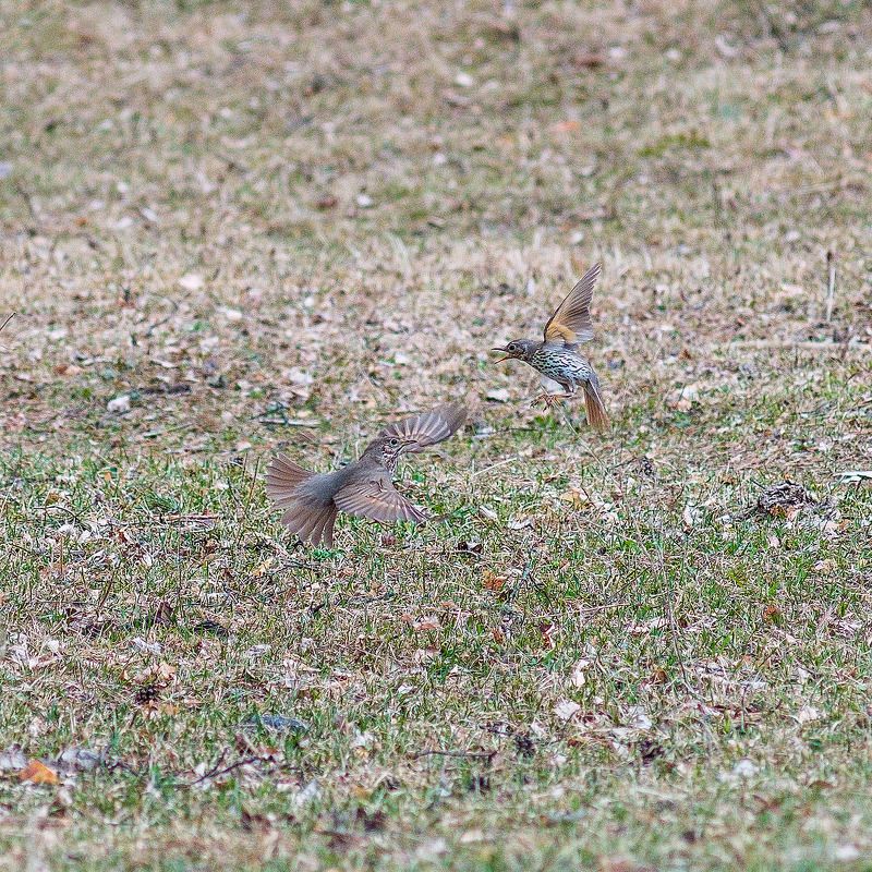Спор фото превью