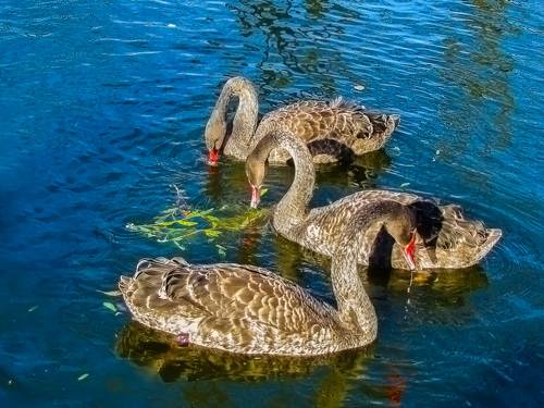 BLACK swans in the blue pond water - a bird, animals in the wild