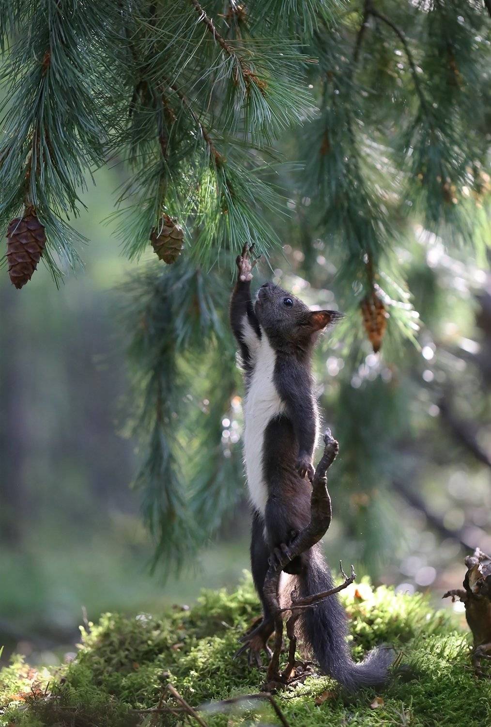 нерюнгри, белка, якутия, дикие_животные, кедровый_стланик, Евгения Левина
